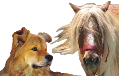 communiquer avec un chien réincarné en poney