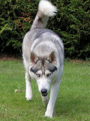 un chien qui est revenu par amour