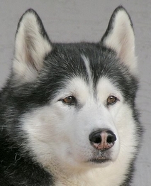 chien qui se réincarne dans la même famille