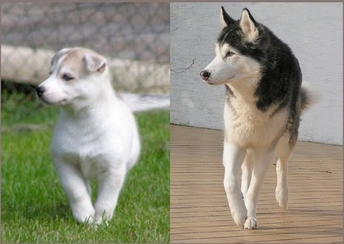 communiquer avec un chien décédé pour le retrouver une fois réincarné