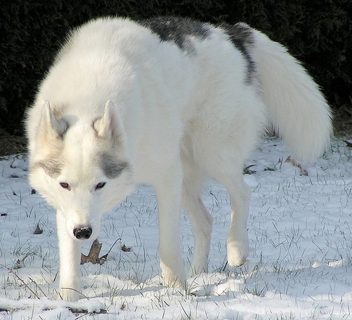 retrouvaille avec un chien dans l'après-vie