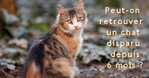 Peut-on retrouver un chat disparu depuis 6 mois ?