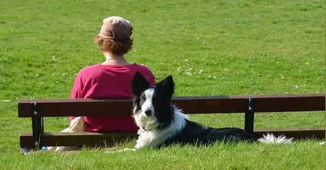 Comment faire une Communication Avec un Animal si on va mal ?