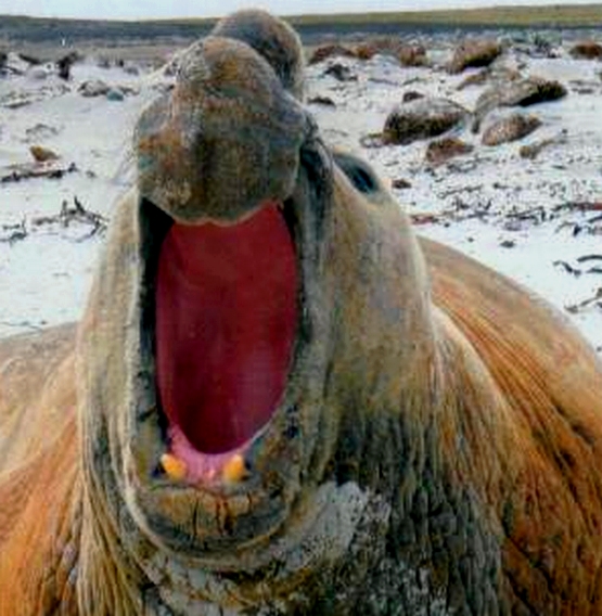 communication intuivive avec un éléphant de mer