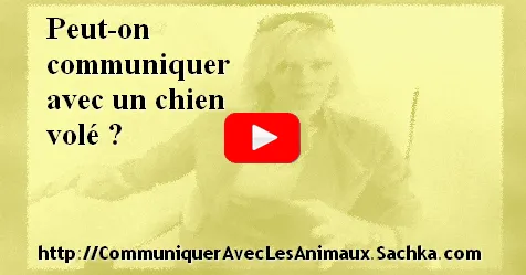 apprendre à communiquer avec les chats chiens chevaux animaux