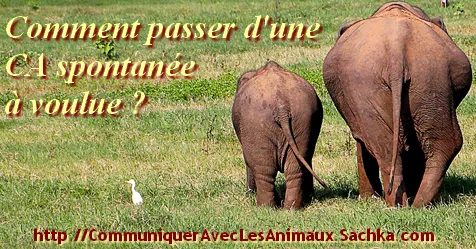 Comment passer de communications spontanées avec les animaux à des communications voulues ?