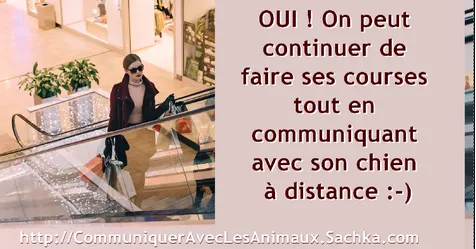 Peut-on faire autre chose en même temps qu'on communique avec un animal ?