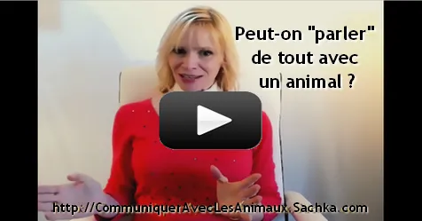Peut-on parler de tout avec un animal ?