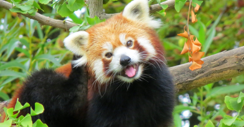 Est-on obligé de poser des questions à l'animal, pour faire une CA ?