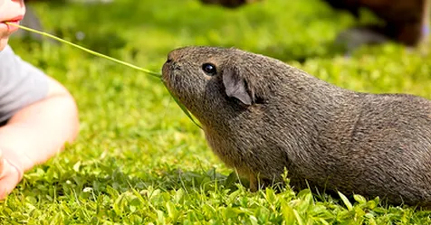 Faire soi-même une communication avec son animal.