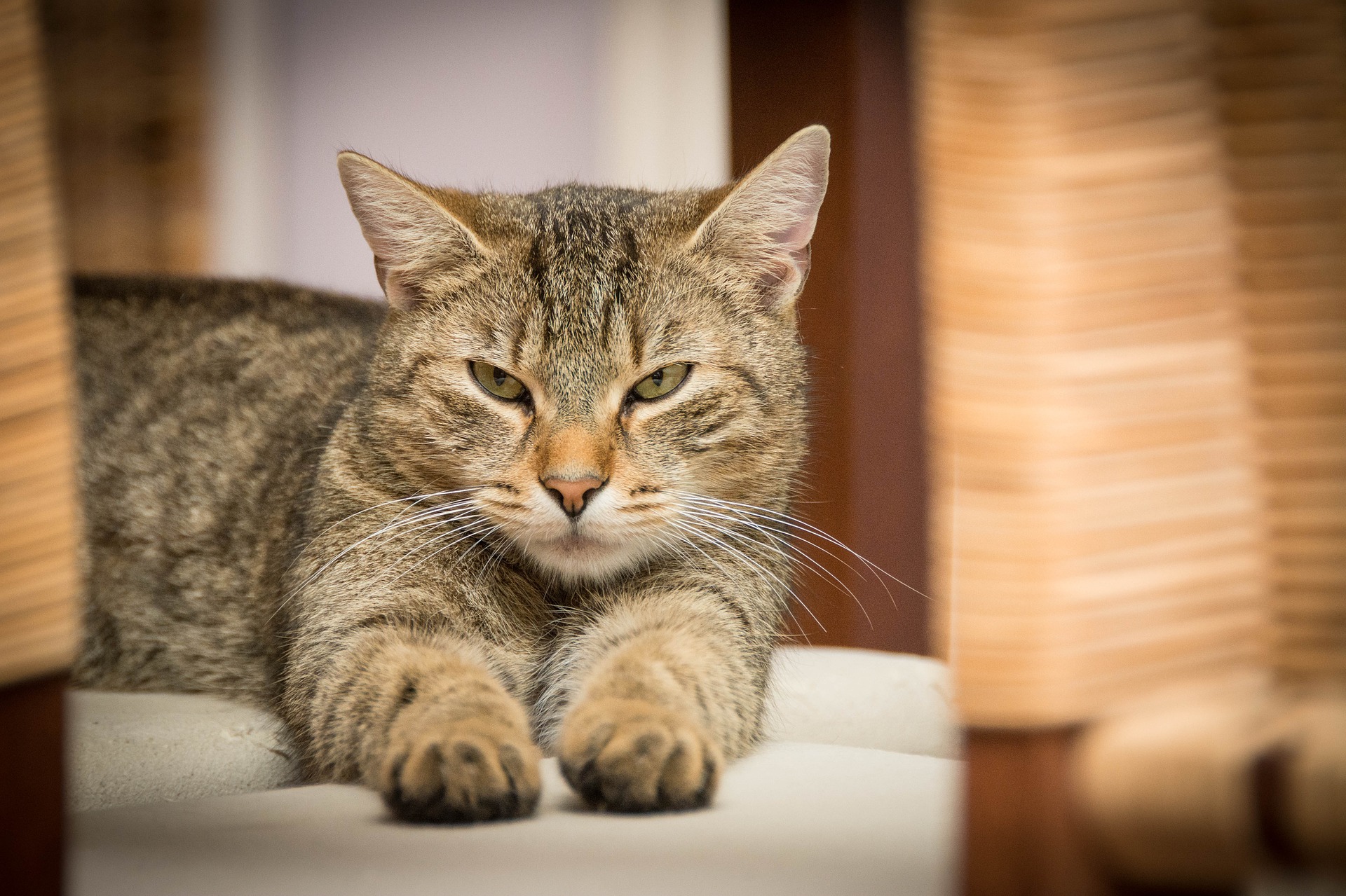 communiquer avec un chat