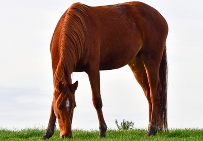 Je n'arrive pas à communiquer avec mon cheval.