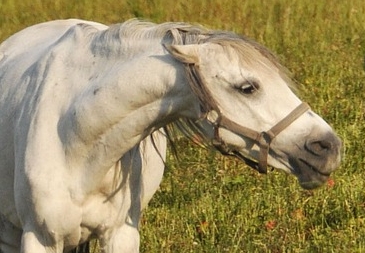 Communiquer pour apprivoiser un cheval agressif.