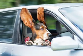 chien qui aboie dans la voiture
