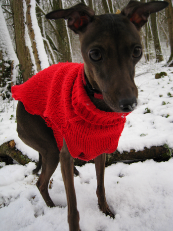 est-ce que les chiens aiment qu'on leurs mette des habits des vêtements