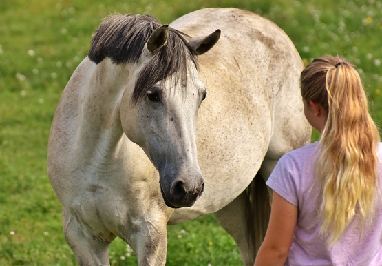 expliquer quelque chose à un cheval