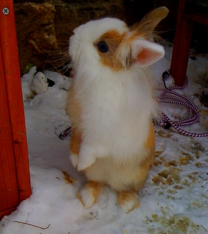 communiquer avec une lapine qui voulait des petits