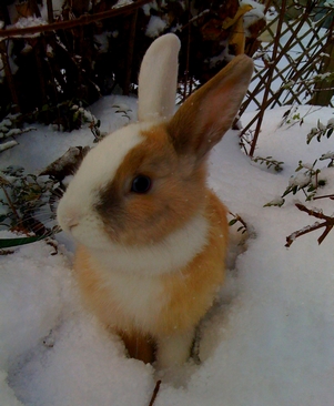 communication animale avec un lapin