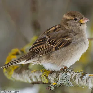 communiquer avec un oiseau