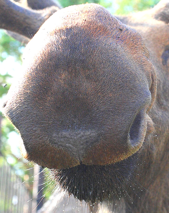 Communication animale avec un orignial