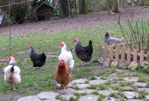 conversation avec des poules