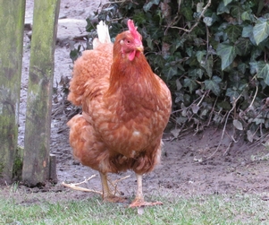 communication animale avec une poule